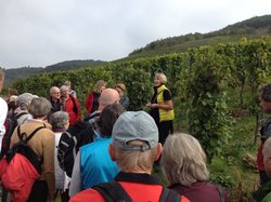 Kultur- und Weinbotschafterin Irmgard Spreier steht vor einer Gruppe im Weinberg.