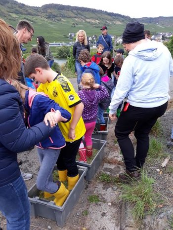 Kinderwingert Trittenheim: Die Trauben werden zerquetscht Eine Grafik von Kultur- & Weinbotschafter