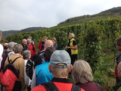 Irmgard Spreier erläutert die Arbeiten im Weinberg Kultur- und Weinbotschafterin Irmgard Spreier steht vor einer Gruppe im Weinberg.