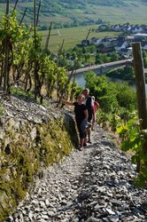 Aufstieg über das Fährfelsplateau in Trittenheim Auf dem Weg über den Fährfels zur Schieferhöhle in Trittenheim