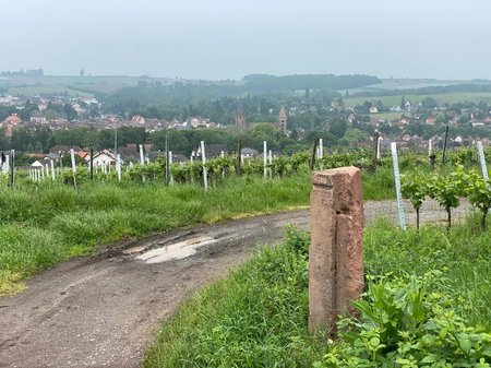 Eine Grafik von Kultur- & Weinbotschafter 