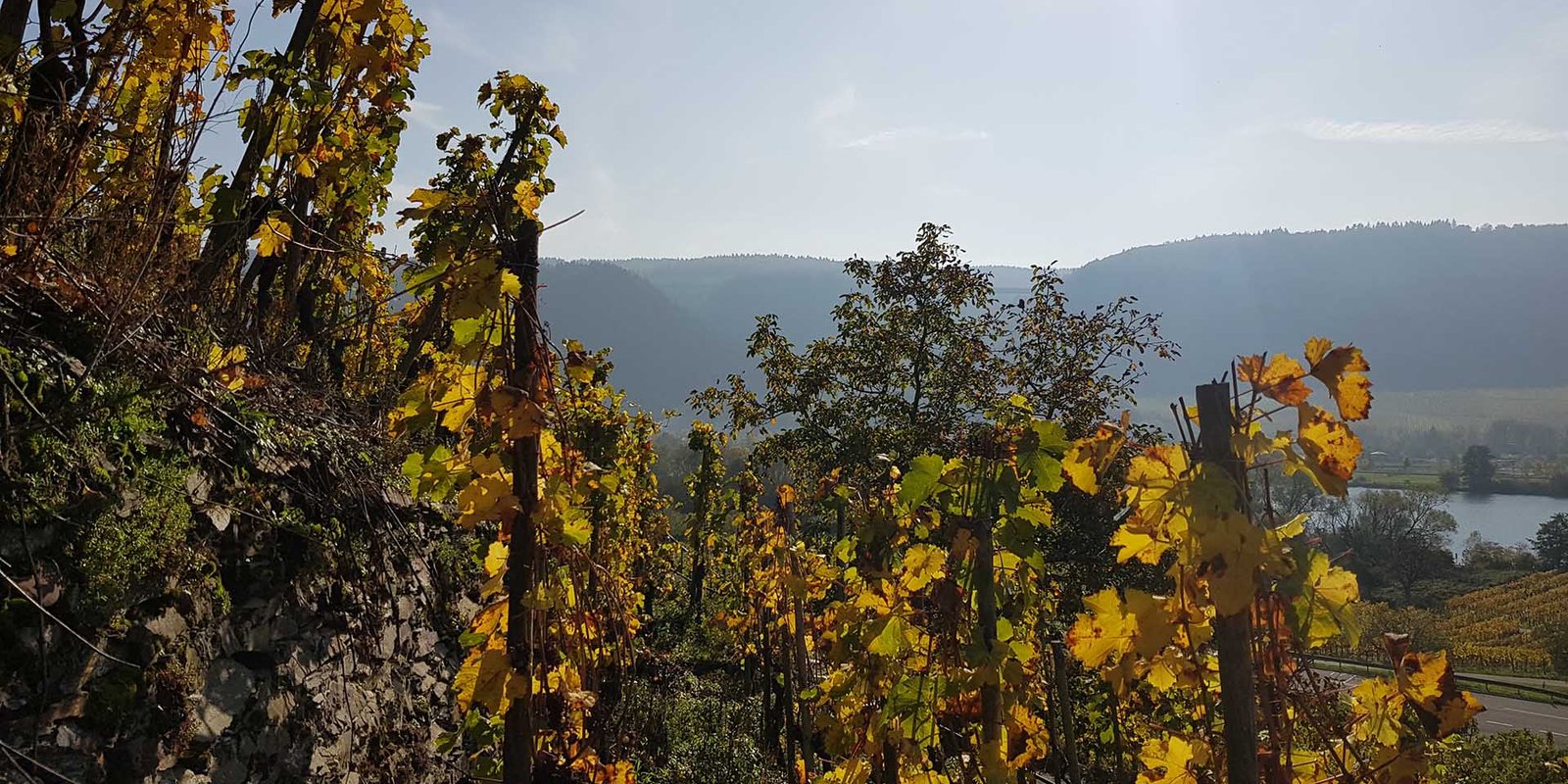 Herbstfärbung der Rebstöcke an der Einzelpfahlerziehung 