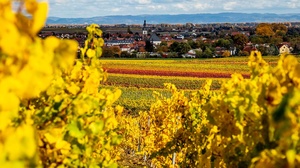 Eine Grafik von Kultur- & Weinbotschafter