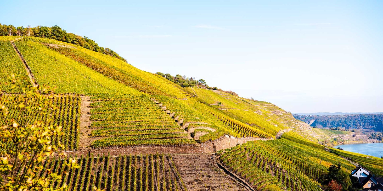 Blick auf die terrassierten Weinberge in Herbstfärbung und Mosel im Hintergrund 