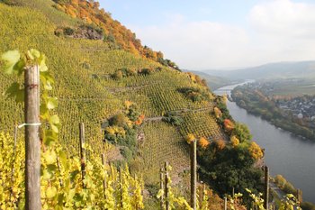 Terrassenmosel Moselherz am Steilhang an der Terrassenmosel