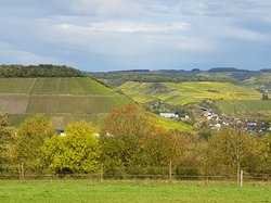Blick auf die Ayler Kupp und das untere Saartal Blick auf den Weinberg Ayler Kupp im Herbst, im Vordergrund Streuobstwiesen