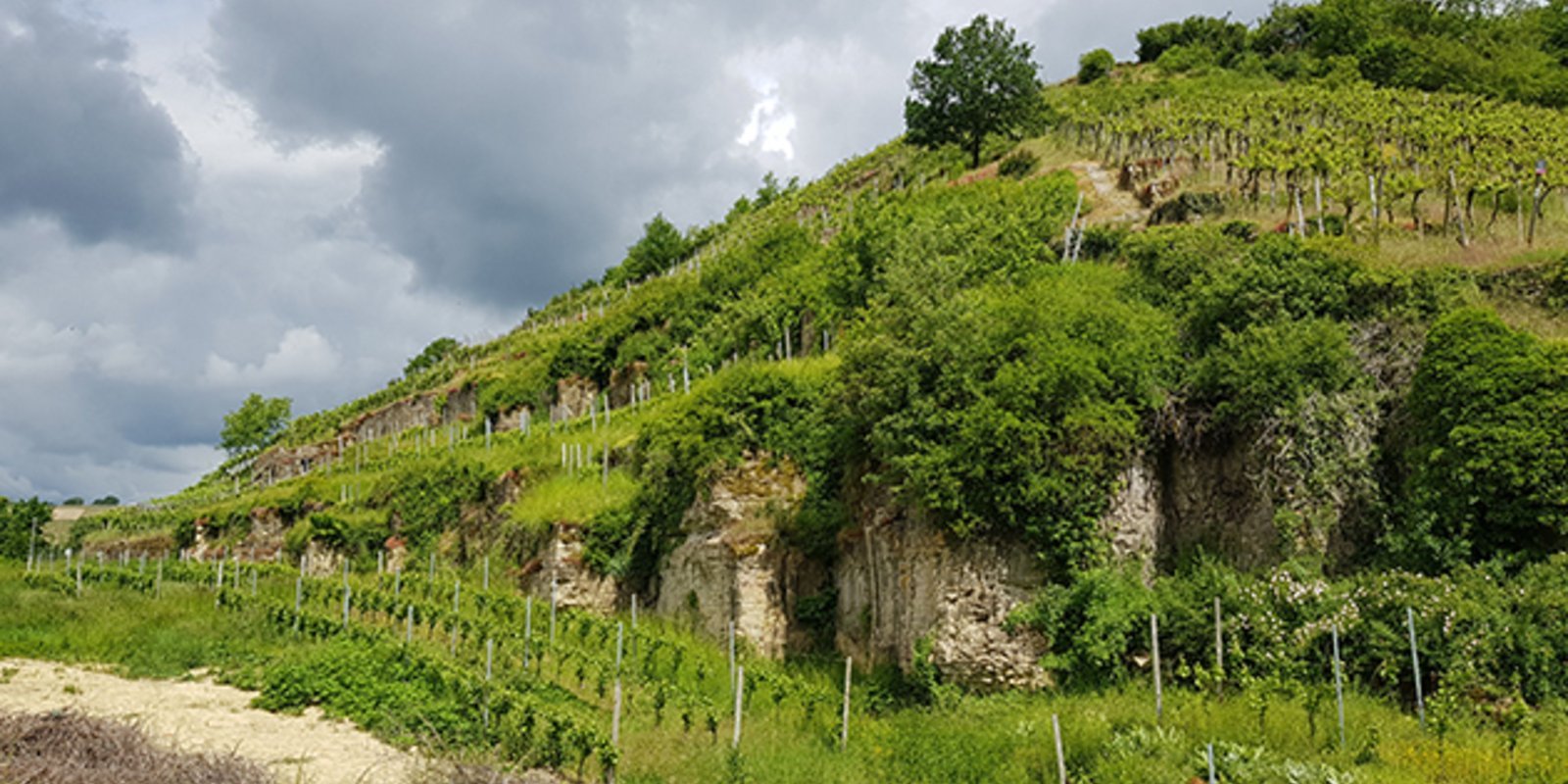 Terrassierter Weinberg auf Muschelkalkfelsen 