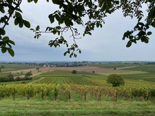 Eine Grafik von Kultur- & Weinbotschafter