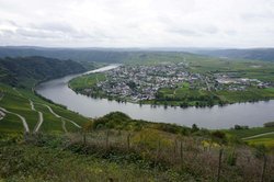 Panoramblick auf Piesport Piesporter Goldtröpfchen, Leuchtpunkt der Artenvielfalt