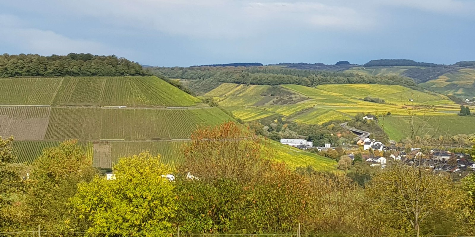 Blick auf den Weinberg Ayler Kupp im Herbst, im Vordergrund Streuobstwiesen