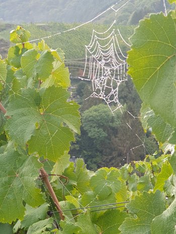 Eine Grafik von Kultur- & Weinbotschafter