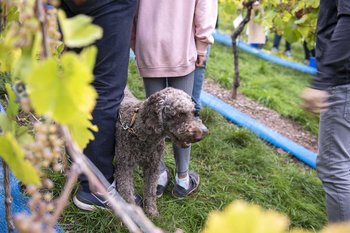 Traubenlese Trier - Hund Eine Grafik von Kultur- & Weinbotschafter