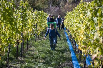 Traubenlese Trier - Hotte in der Rebzeile Eine Grafik von Kultur- & Weinbotschafter