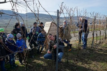 Kinderwingert Trittenheim: Saisonauftakt mit dem Rebschnitt Eine Grafik von Kultur- & Weinbotschafter