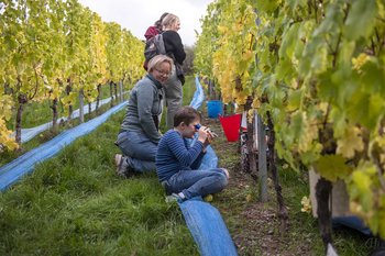 Traubenlese Trier - In der Rebzeile Eine Grafik von Kultur- & Weinbotschafter