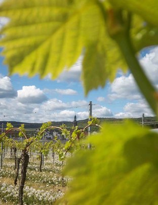 Eine Grafik von Kultur- & Weinbotschafter