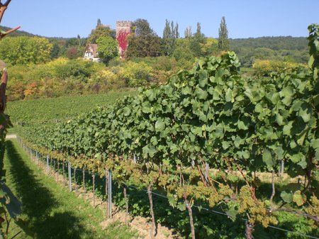 Eine Grafik von Kultur- & Weinbotschafter